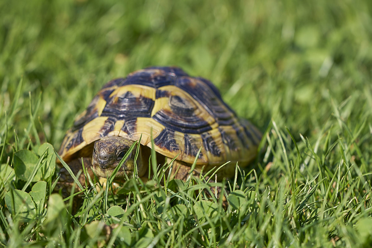 Bild einer Schildkröte