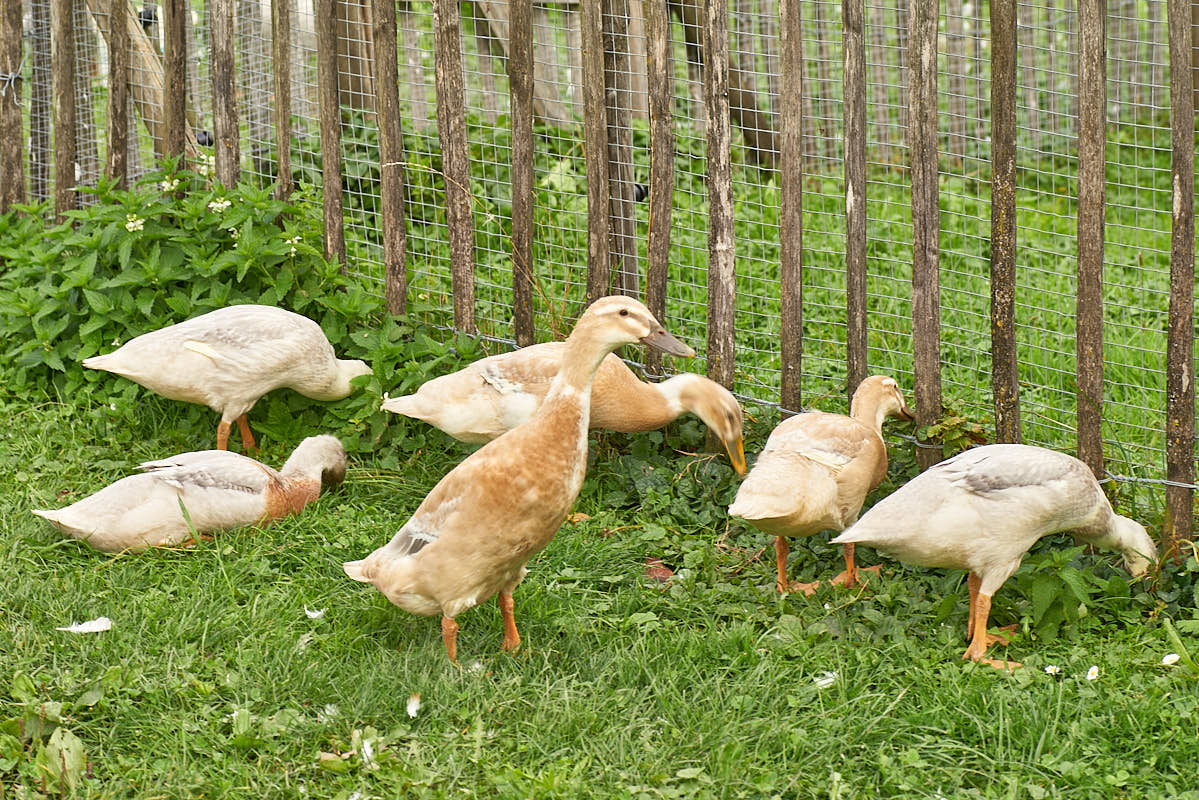 Bild mit Enten die auf einer grünen Wiese laufen