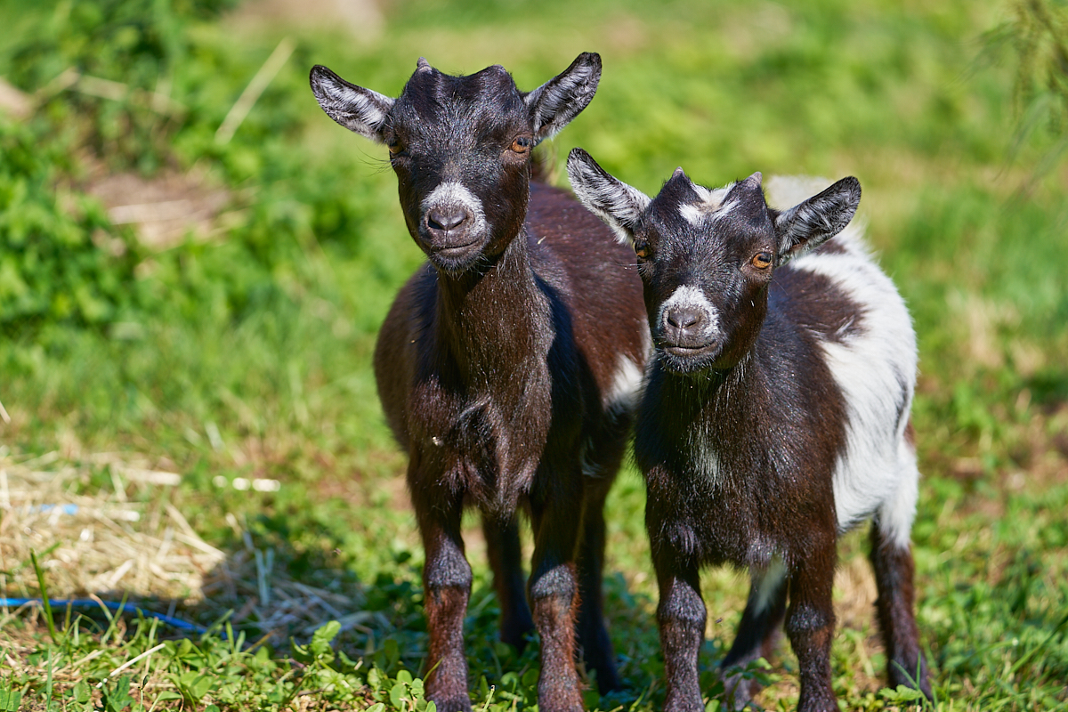 Kinder füttern Tiere des Ferienhof Schmid in Ravensburg